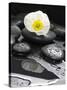 White Blossom on Black Stones-Uwe Merkel-Stretched Canvas