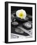 White Blossom on Black Stones-Uwe Merkel-Framed Photographic Print