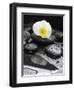 White Blossom on Black Stones-Uwe Merkel-Framed Photographic Print