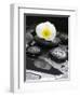 White Blossom on Black Stones-Uwe Merkel-Framed Photographic Print