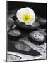 White Blossom on Black Stones-Uwe Merkel-Mounted Photographic Print