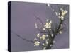 White Blossom-Thomas Leung-Stretched Canvas