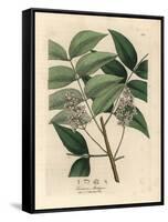 White Blossomed Mahogany Tree, Swietenia Mahogani-James Sowerby-Framed Stretched Canvas