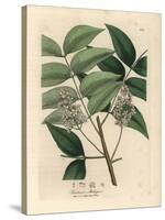 White Blossomed Mahogany Tree, Swietenia Mahogani-James Sowerby-Stretched Canvas