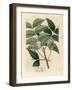 White Blossomed Mahogany Tree, Swietenia Mahogani-James Sowerby-Framed Giclee Print