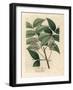 White Blossomed Mahogany Tree, Swietenia Mahogani-James Sowerby-Framed Giclee Print