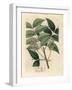 White Blossomed Mahogany Tree, Swietenia Mahogani-James Sowerby-Framed Giclee Print