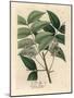 White Blossomed Mahogany Tree, Swietenia Mahogani-James Sowerby-Mounted Giclee Print