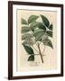 White Blossomed Mahogany Tree, Swietenia Mahogani-James Sowerby-Framed Giclee Print