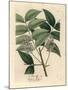 White Blossomed Mahogany Tree, Swietenia Mahogani-James Sowerby-Mounted Giclee Print