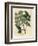 White Blossomed Mahogany Tree, Swietenia Mahogani-James Sowerby-Framed Giclee Print