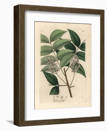 White Blossomed Mahogany Tree, Swietenia Mahogani-James Sowerby-Framed Giclee Print