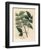 White Blossomed Mahogany Tree, Swietenia Mahogani-James Sowerby-Framed Giclee Print