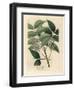 White Blossomed Mahogany Tree, Swietenia Mahogani-James Sowerby-Framed Giclee Print