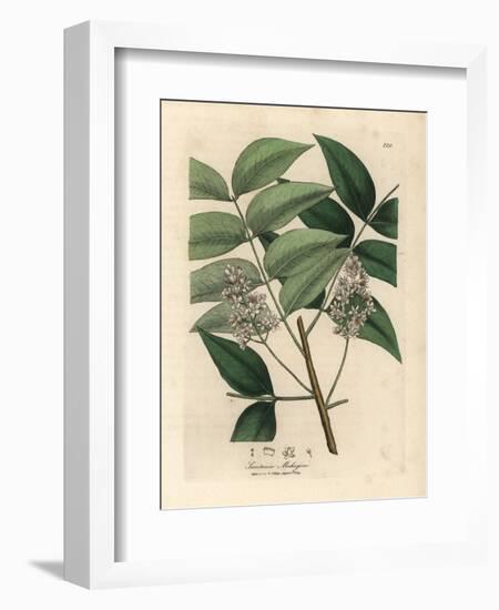 White Blossomed Mahogany Tree, Swietenia Mahogani-James Sowerby-Framed Giclee Print