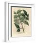 White Blossomed Mahogany Tree, Swietenia Mahogani-James Sowerby-Framed Giclee Print