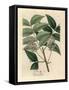 White Blossomed Mahogany Tree, Swietenia Mahogani-James Sowerby-Framed Stretched Canvas