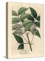 White Blossomed Mahogany Tree, Swietenia Mahogani-James Sowerby-Stretched Canvas