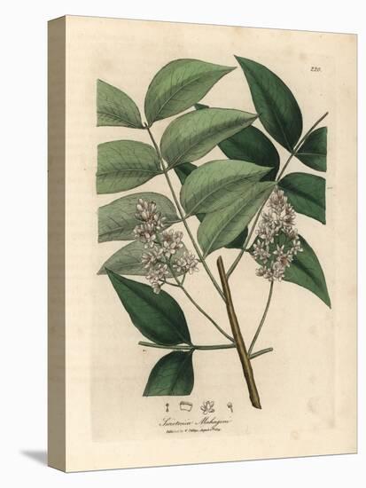 White Blossomed Mahogany Tree, Swietenia Mahogani-James Sowerby-Stretched Canvas