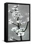 White Blossoms I-Jennifer Goldberger-Framed Stretched Canvas