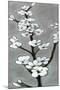 White Blossoms I-Jennifer Goldberger-Mounted Art Print