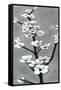 White Blossoms I-Jennifer Goldberger-Framed Stretched Canvas