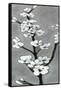 White Blossoms I-Jennifer Goldberger-Framed Stretched Canvas