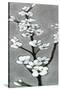 White Blossoms I-Jennifer Goldberger-Stretched Canvas