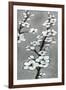 White Blossoms II-Jennifer Goldberger-Framed Art Print