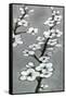 White Blossoms II-Jennifer Goldberger-Framed Stretched Canvas