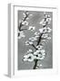 White Blossoms II-Jennifer Goldberger-Framed Art Print