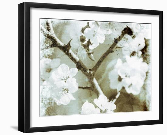 White Blossoms in Sepia II-null-Framed Art Print