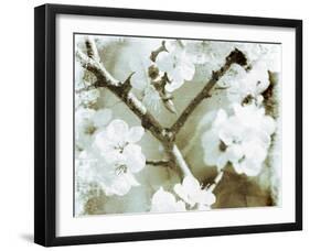 White Blossoms in Sepia II-null-Framed Art Print