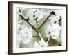 White Blossoms in Sepia II-null-Framed Art Print