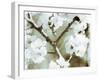 White Blossoms in Sepia II-null-Framed Art Print