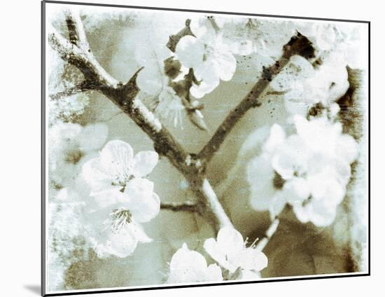 White Blossoms in Sepia II-null-Mounted Art Print