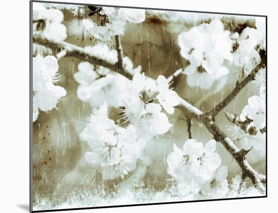 White Blossoms in Sepia-null-Mounted Art Print