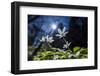 White Blossoms in the Back Light-Falk Hermann-Framed Photographic Print