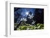 White Blossoms in the Back Light-Falk Hermann-Framed Photographic Print