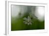 White Blossoms in the Spring-Falk Hermann-Framed Photographic Print