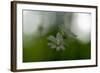 White Blossoms in the Spring-Falk Hermann-Framed Photographic Print