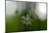 White Blossoms in the Spring-Falk Hermann-Mounted Photographic Print