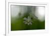 White Blossoms in the Spring-Falk Hermann-Framed Photographic Print