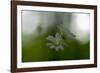 White Blossoms in the Spring-Falk Hermann-Framed Photographic Print
