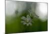 White Blossoms in the Spring-Falk Hermann-Mounted Photographic Print