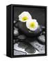 White Blossoms on Black Stones-Uwe Merkel-Framed Stretched Canvas