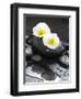 White Blossoms on Black Stones-Uwe Merkel-Framed Photographic Print