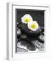 White Blossoms on Black Stones-Uwe Merkel-Framed Photographic Print