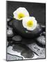 White Blossoms on Black Stones-Uwe Merkel-Mounted Photographic Print