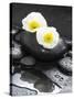 White Blossoms on Black Stones-Uwe Merkel-Stretched Canvas